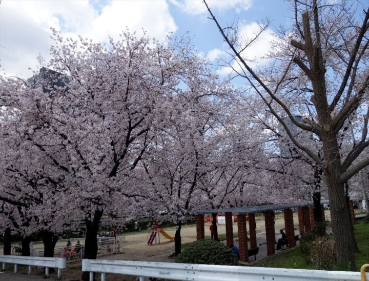 南天満公園 桜 お花見